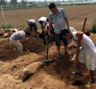 国庆西安北郊农地里三四十人顶烈日刨宝贝