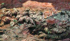 青海海北李某等人使用黄金探测仪器找出大量铜钱