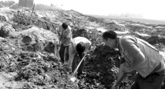 河南西平县村民挖出大量铜钱